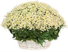 Цветочная композиция из Ромашки в корзине #REPLACE_PRED# Североморске