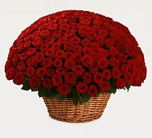 Премиум букет из: Розы в Североморске